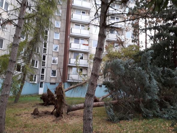 vyvrátené stromy na ulici Tajovského vyvrátené stromy na ulici Tajovského
